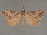 Zekelita albiscripta